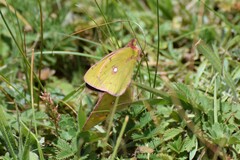 Colias fieldii