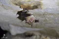 Hipposideros larvatus
