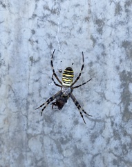 Argiope bruennichi