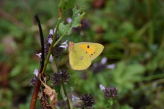 Colias fieldii