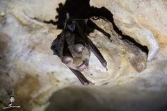 Hipposideros larvatus
