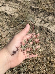 Salsola tragus