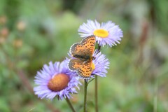 Melitaea jezabel