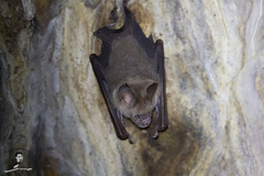 Hipposideros larvatus