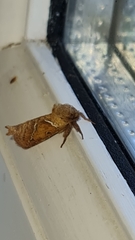 Triodia sylvina