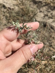 Salsola tragus