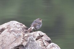 Phoenicurus fuliginosus