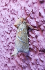 Triodia sylvina