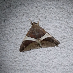 Bastilla crameri