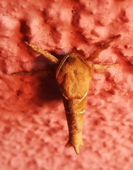 Triodia sylvina