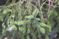 Picea likiangensis