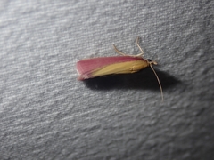 Oncocera semirubella