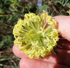 Pimelea suaveolens