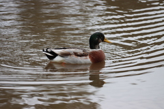 Anas platyrhynchos domesticus