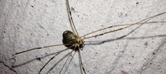 Opiliones