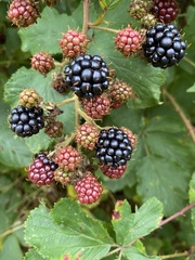 Rubus