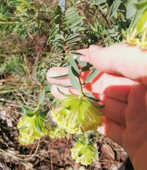 Pimelea suaveolens
