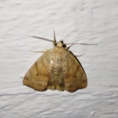 Cosmia trapezina