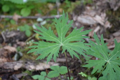 Ligularia przewalskii