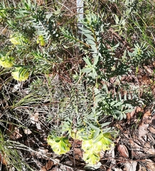 Pimelea suaveolens