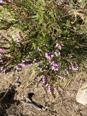 Calluna vulgaris