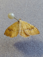 Camptogramma bilineata