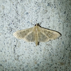 Omiodes indicata