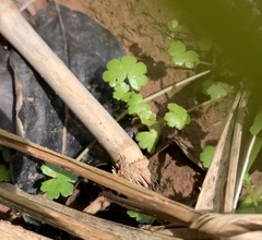 Hydrocotyle sibthorpioides