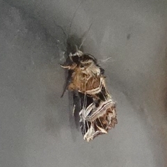 Callopistria exotica