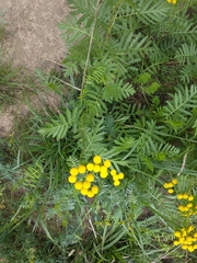 Tanacetum vulgare