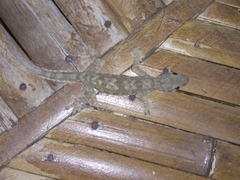 Hemidactylus platyurus