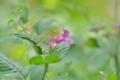 Impatiens glandulifera