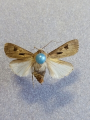 Agrotis exclamationis