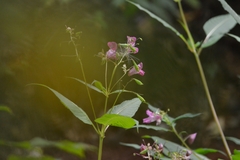 Impatiens glandulifera