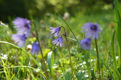 Soldanella carpatica