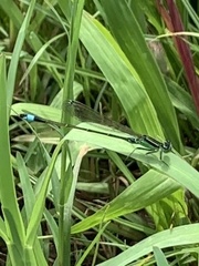 Ischnura