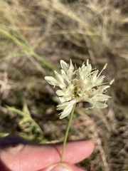 Cephalaria