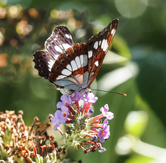 Limenitis reducta
