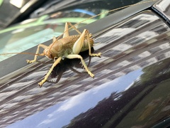 Ocellarnaca furcifera