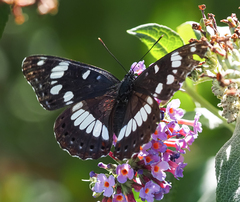Limenitis reducta