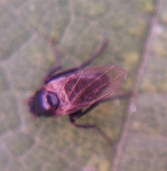 Hypocera mordellaria