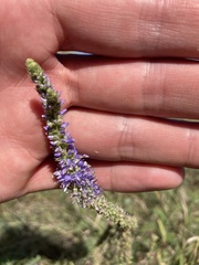 Veronica spicata