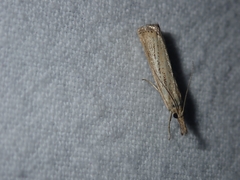 Agriphila straminella