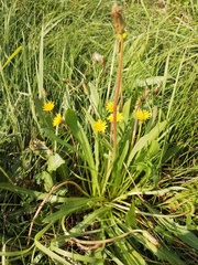 Taraxacum ceratophorum