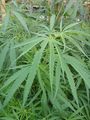 Cannabis sativa