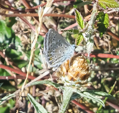 Polyommatus