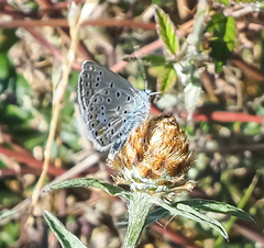 Polyommatus