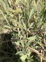 Veronica spicata