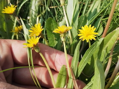 Taraxacum ceratophorum