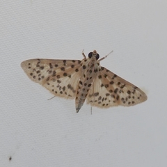 Conogethes punctiferalis